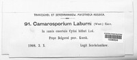 Camarosporium laburni image
